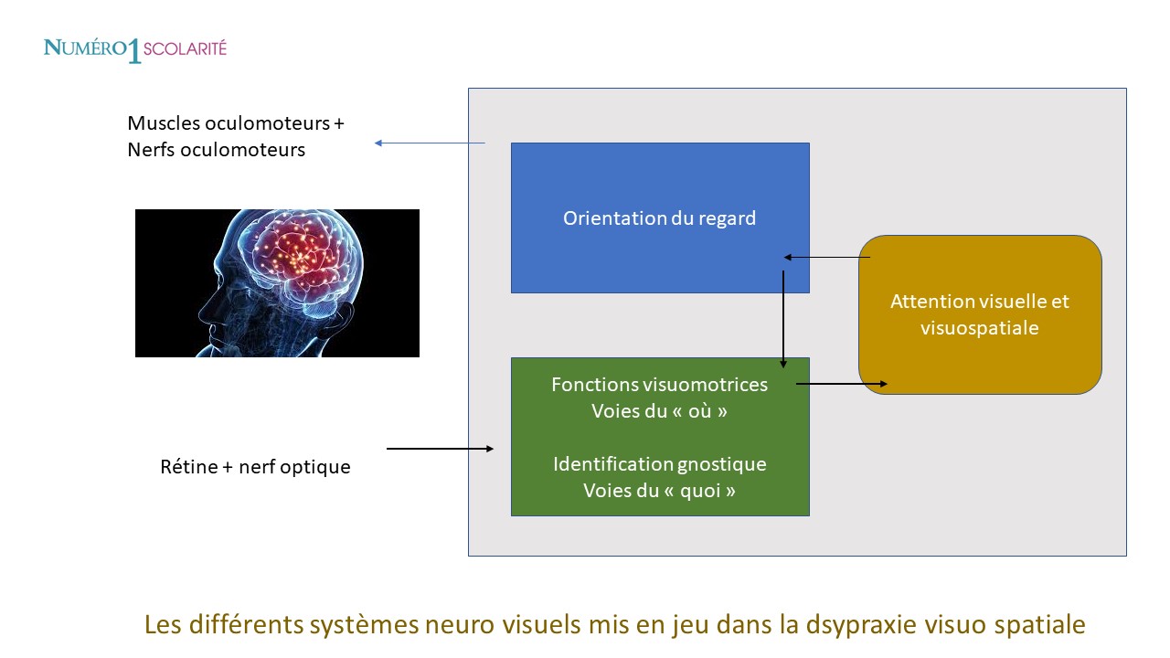 dyspraxie visuo-spatiale qu