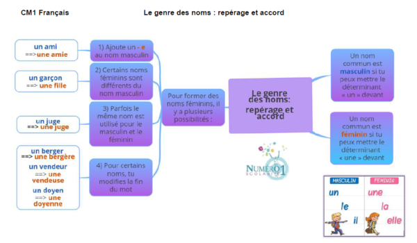 Le Genre Des Noms Repérage Et Accord Leçon Et Exercices Cm1 