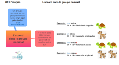 L'accord Dans Le Groupe Nominal : Leçon Et Exercices CE1