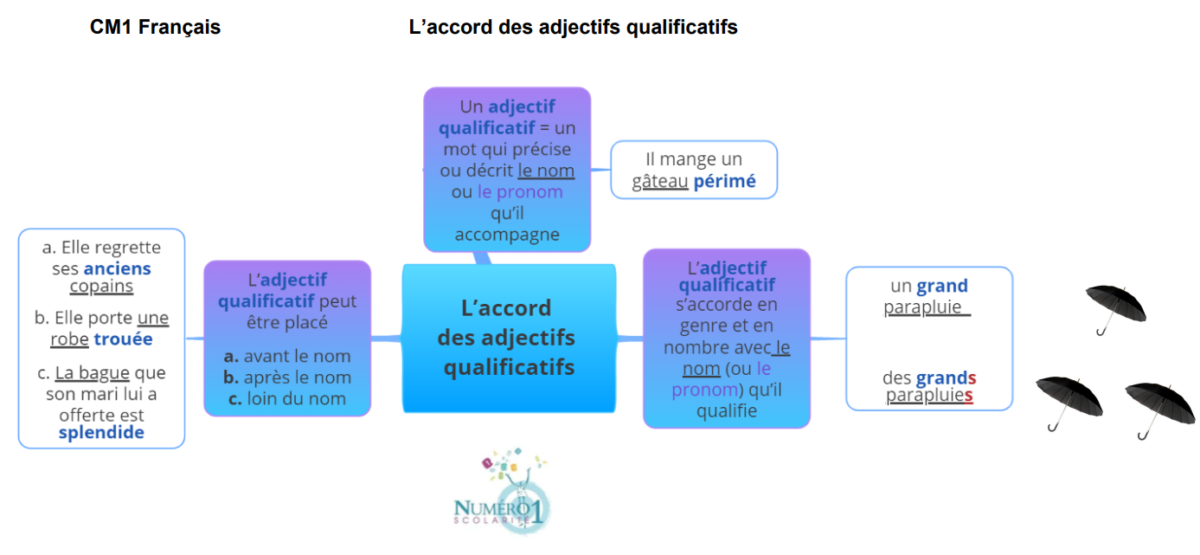 L’accord Des Adjectifs Qualificatifs : Leçon Et Exercices CM1